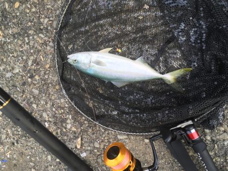 とりあえず5目釣り